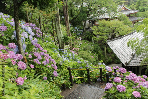 長谷寺の紫陽花