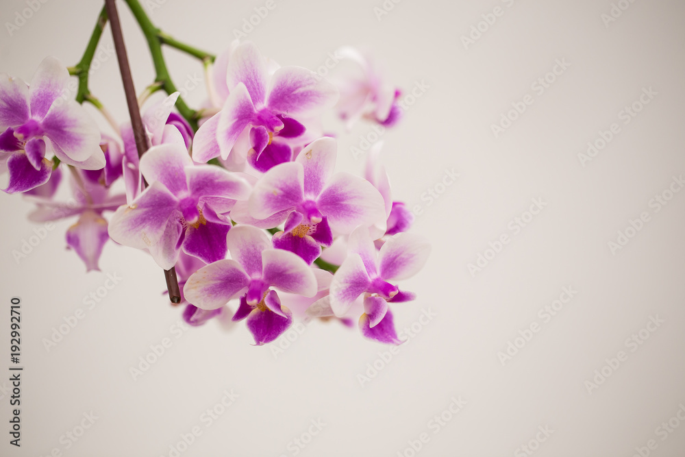 Purple blossom orchid with white backdrop. Purple blossom orchid with white backdrop.