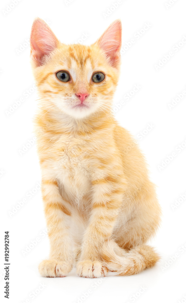 Obraz premium Kitten on white background.