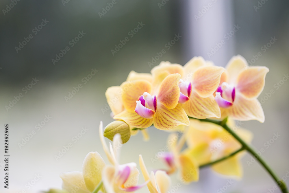 Blurry yellow orchid flowers in the garden.