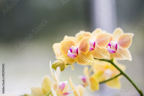 Blurry yellow orchid flowers in the garden. © photonewman