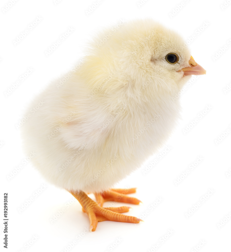 Fototapeta premium Mały żółty kurczak