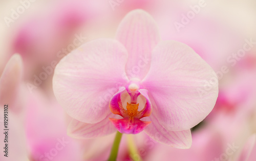 Pink orchid in the garden