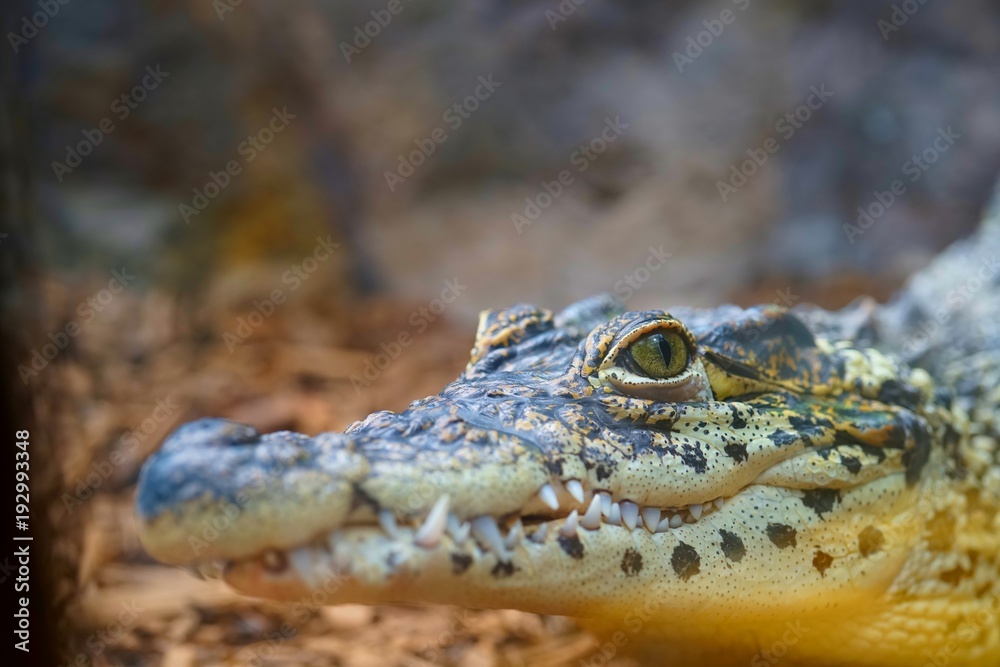 Fototapeta premium Fallgator