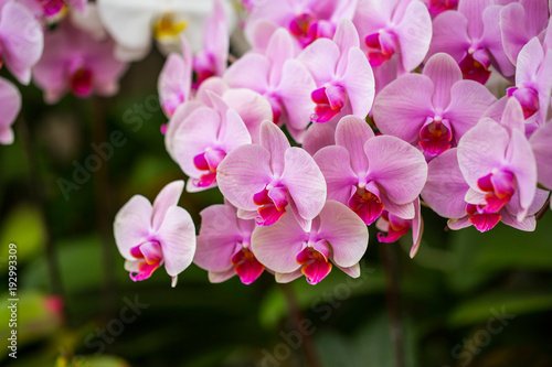Fototapeta Naklejka Na Ścianę i Meble -  Pink orchid in the garden.