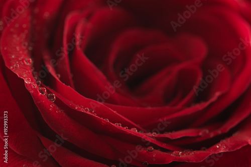 wet red rose flower closeup