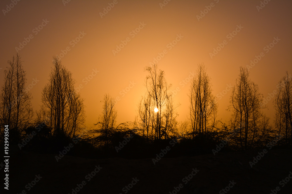 Sunrises and silhouette trees Sunrises and silhouette trees