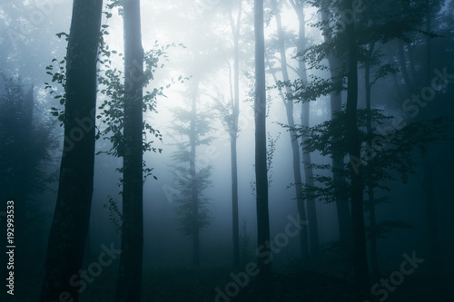 old trees in dark woods, fa...