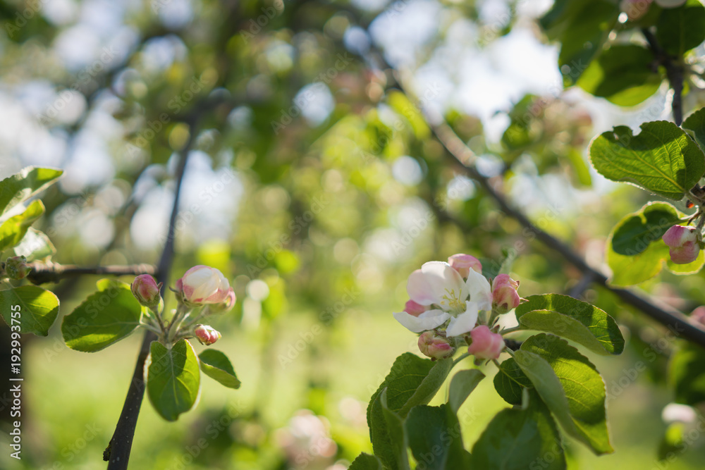 Obraz premium pink flowers on apple tree in warm summer day