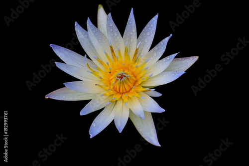 White lotus isolated on black background with clipping path.