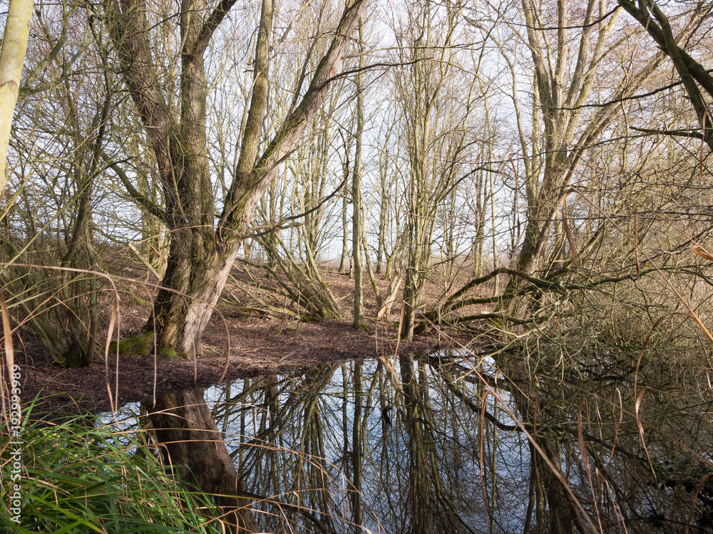 Obraz premium nature scene outside winter bare trees reflection in pool of water