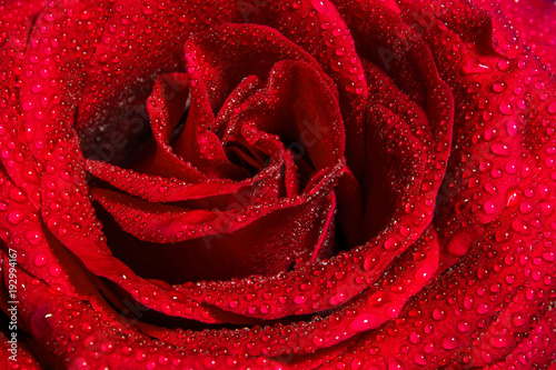 Freshness red rose with water drops  Vivid color natural floral background