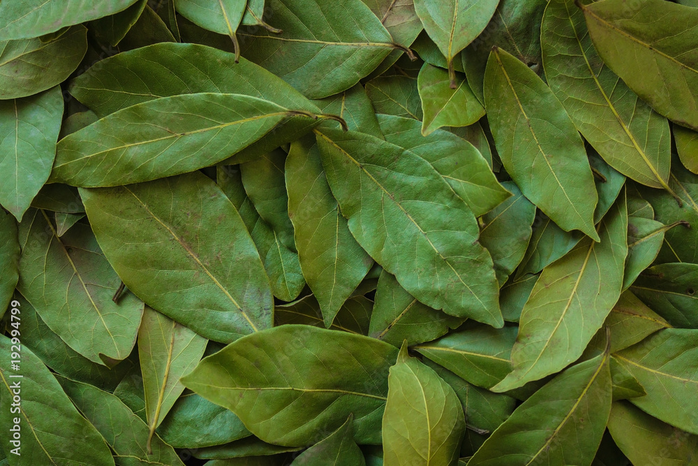 A layer of dry green leaves. A layer of dry green leaves.