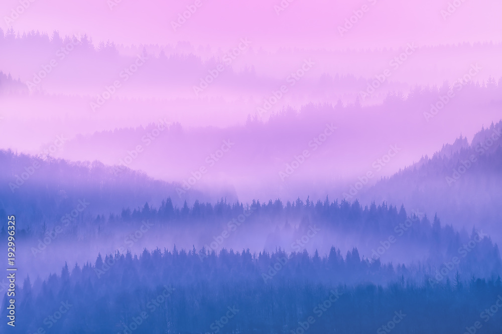 Fototapeta premium dreamy trees silhouettes at morning