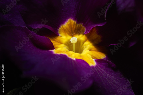 detail of a purple primrose