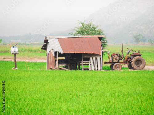 View of green rice fields and shack