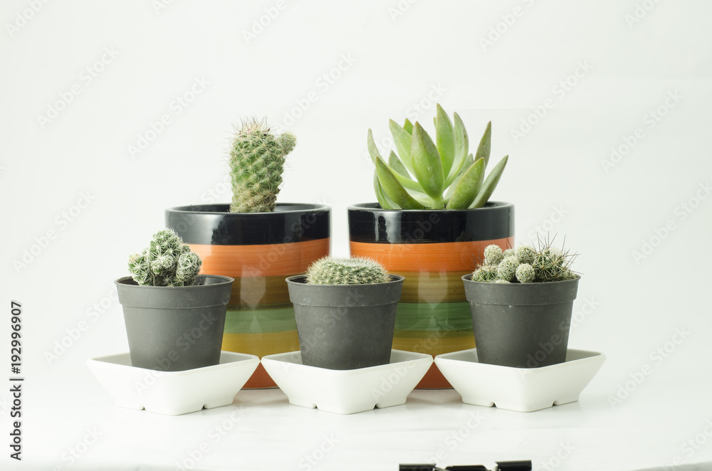 cactus isolate and cup for decorate cactus isolate and cup for decorate