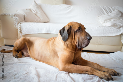 Dog Fila Brasileiro lying in white home interior
