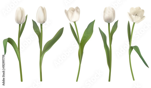 Fototapeta Set czerwoni realistyczni wektorowi tulipanowi kwiaty. Elementy kwiatowy wystrój na kartkę z życzeniami kobiet dzień lub dzień matki. Pąki i liście o różnych kształtach. Pojedynczo na białym tle.