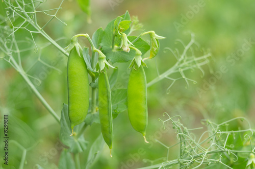 Pods of green peas grow on the garden