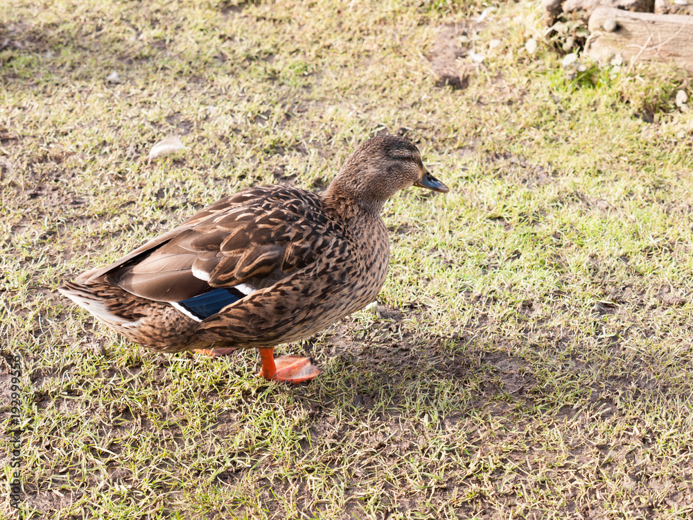 brown female duck mallard on green grass below portrait close up