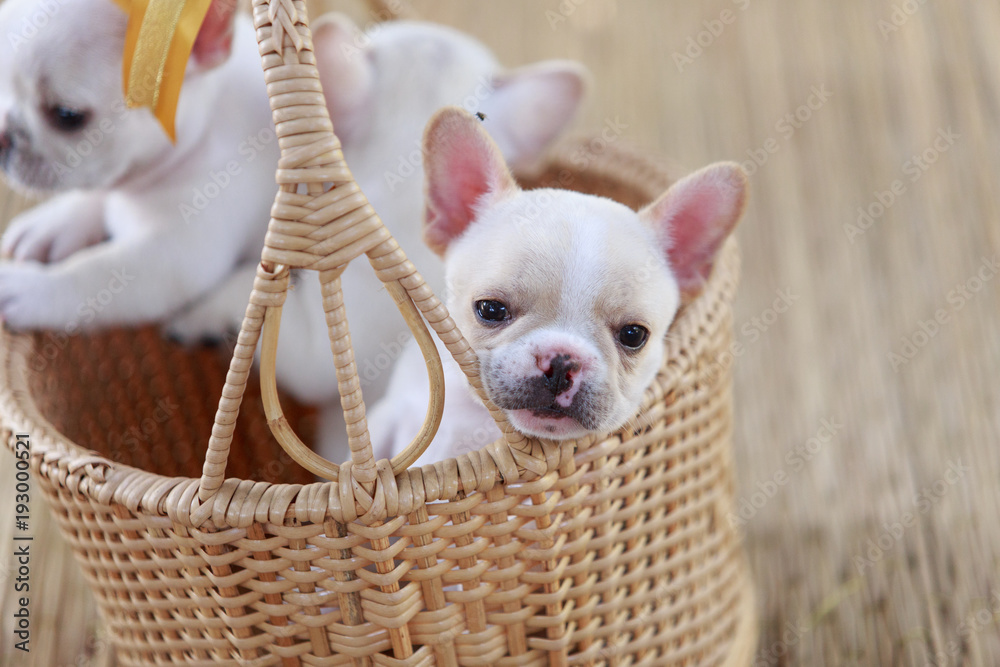 Three white french bulldog puppies in a wicker basket.