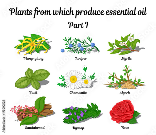 Plants from which produce essential oils