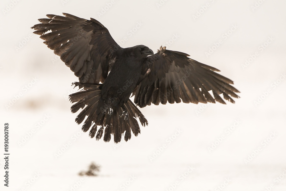 Fototapeta premium Raven showing wings against snowy background