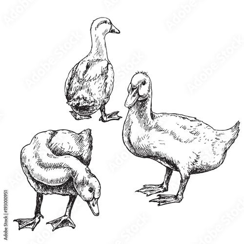 Hand drawn ducks sketch