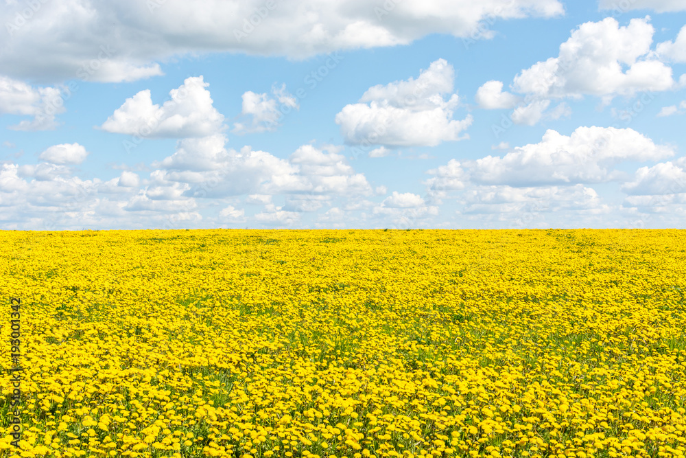 Obraz premium field with dandelions