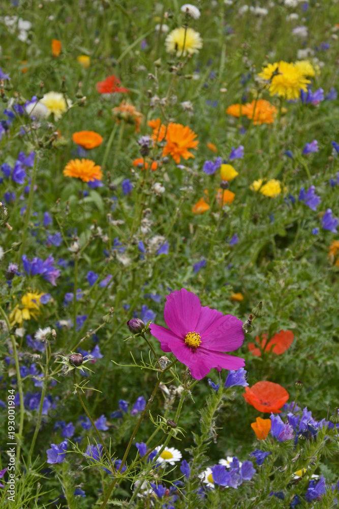 Wild meadow planting giving a colourful display of flowers