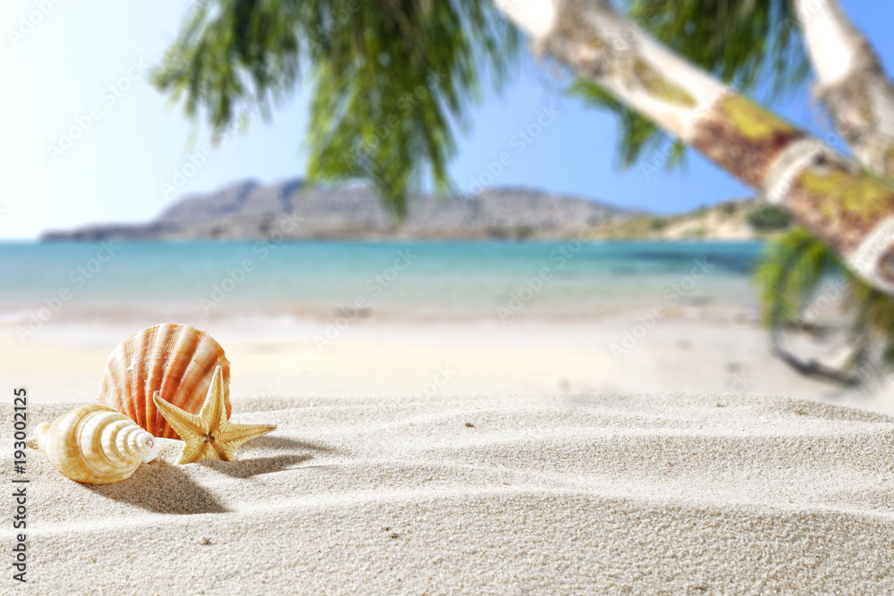 Obraz premium summer sand and shell with beach landscape 