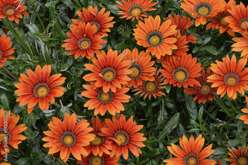 Close up of colourful Gazania Splendent new day
