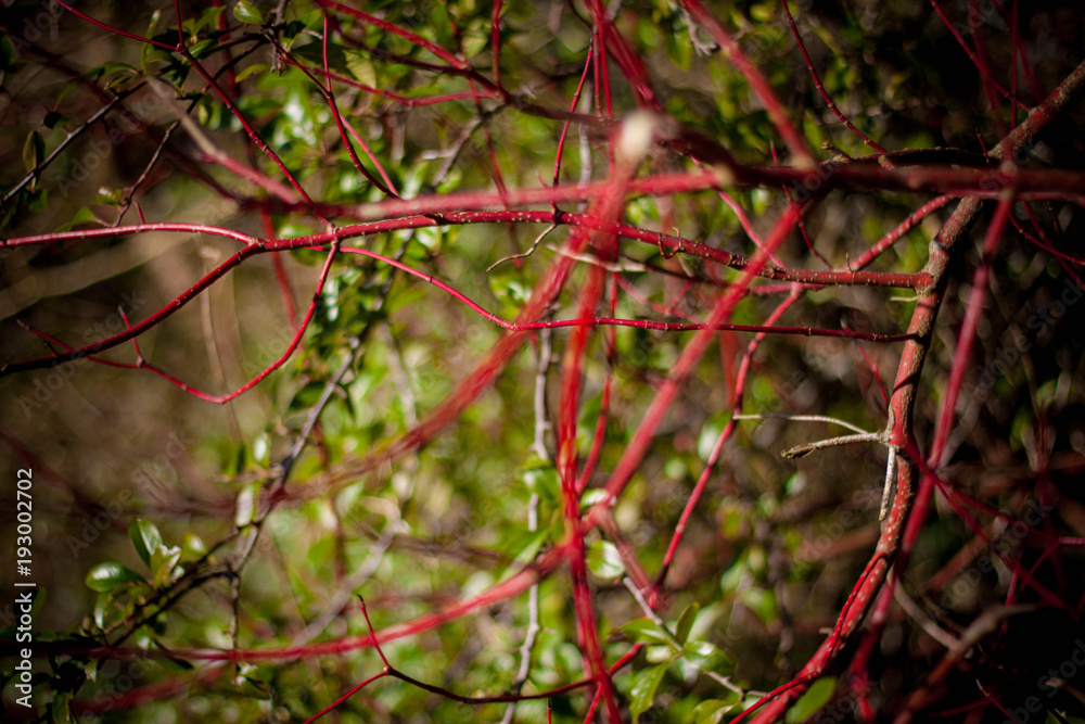 Red branches