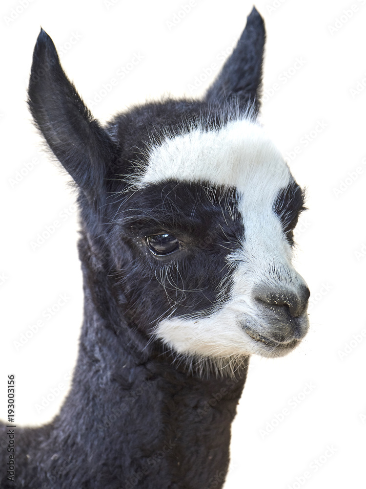 Obraz premium Alpaca (Vicugna pacos)