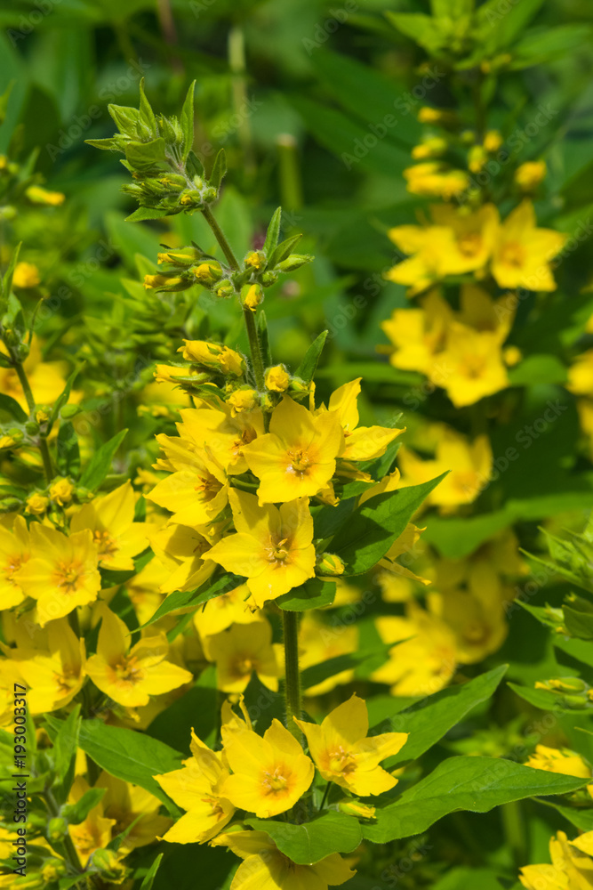 Garden or Yellow loosestrife, Lysimachia vulgaris, flowers close-up, selective focus, shallow DOF Garden or Yellow loosestrife, Lysimachia vulgaris, flowers close-up, selective focus, shallow DOF