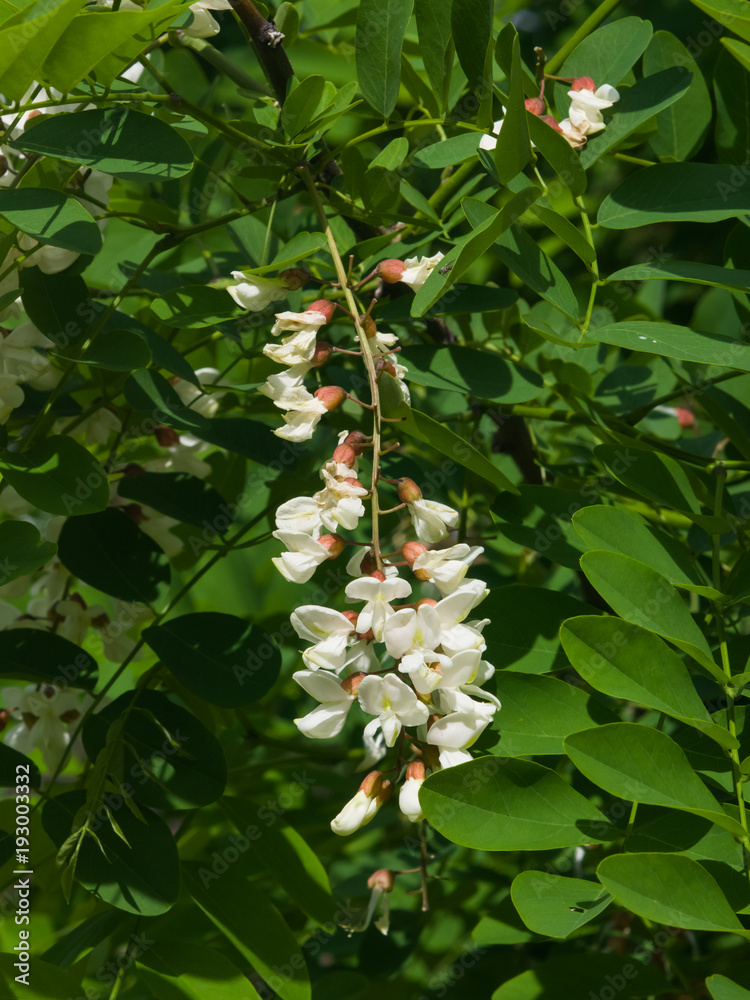 Obraz premium Black Locust, False Acacia or Robinia pseudoacacia blooming close-up, selective focus, shallow DOF