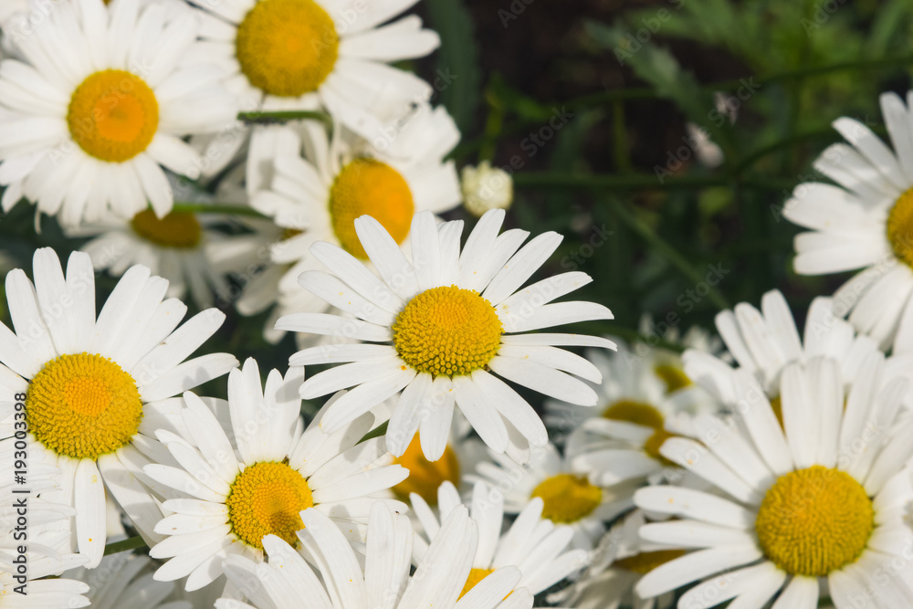 Oxeye daisy or Leucanthemum vulgare flowers close-up, selective focus, shallow DOF Oxeye daisy or Leucanthemum vulgare flowers close-up, selective focus, shallow DOF
