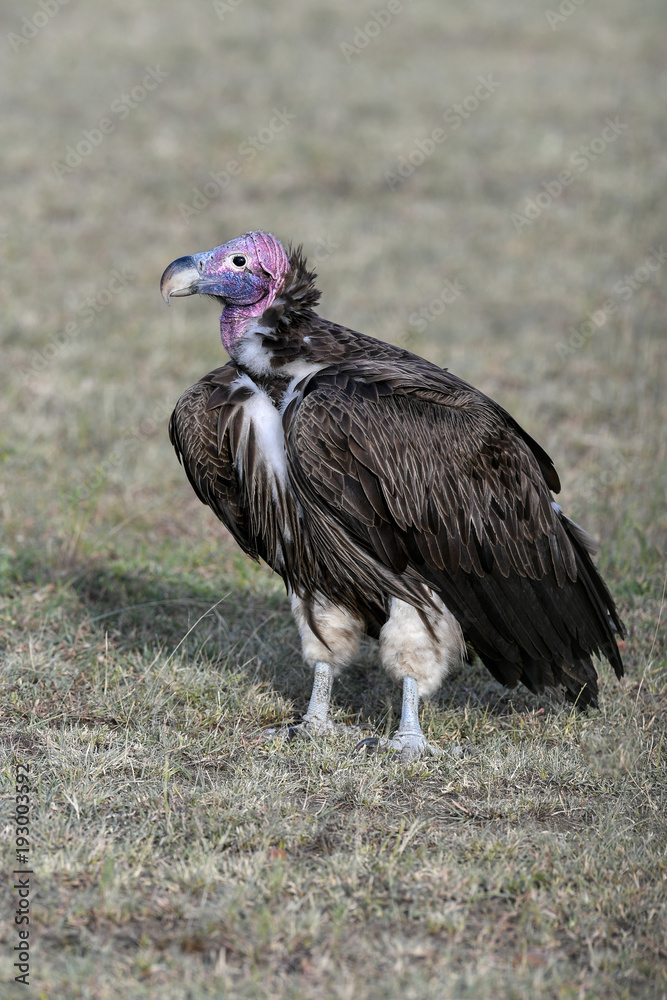 vulture vulture