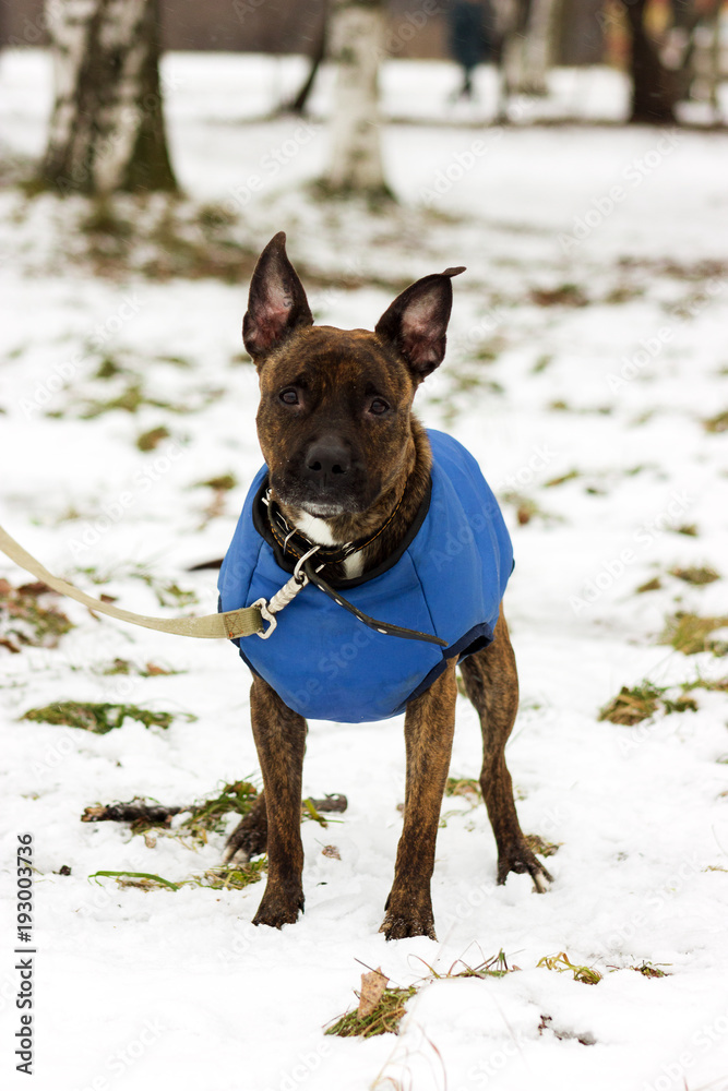 American staffordshire terrier American staffordshire terrier