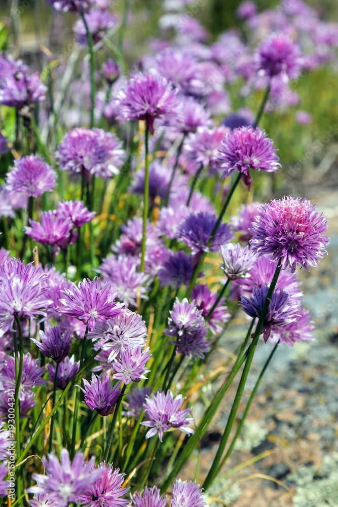 Chives