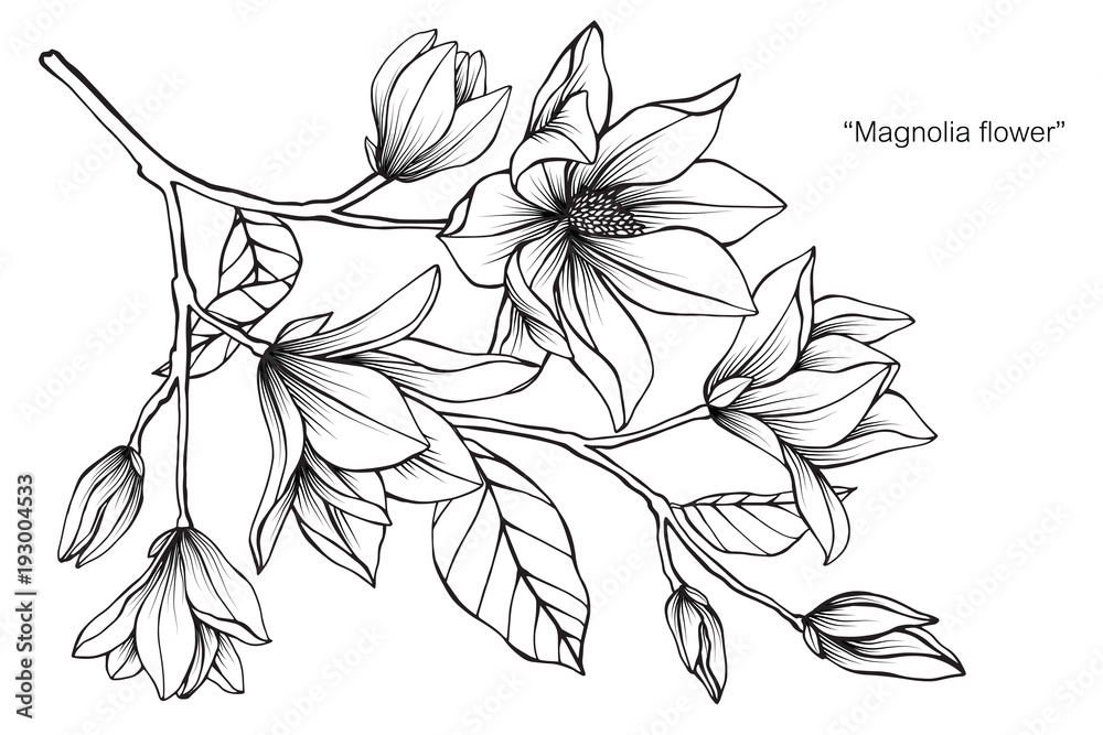 Obraz premium Magnolia flower drawing illustration. Black and white with line art. 