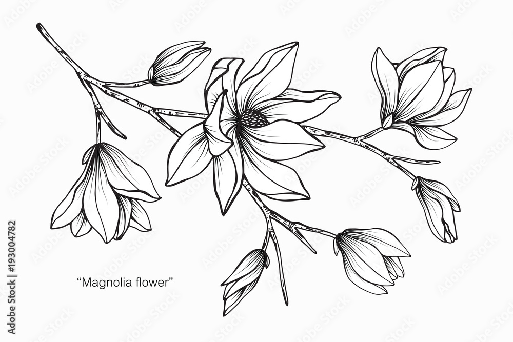 Fototapeta premium Magnolia flower drawing illustration. Black and white with line art. 