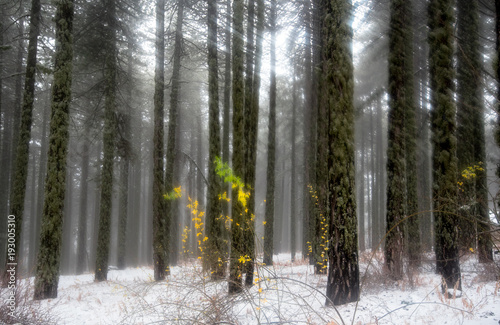 Forest winter dreaming landscape with trees and snow © Michalis Palis