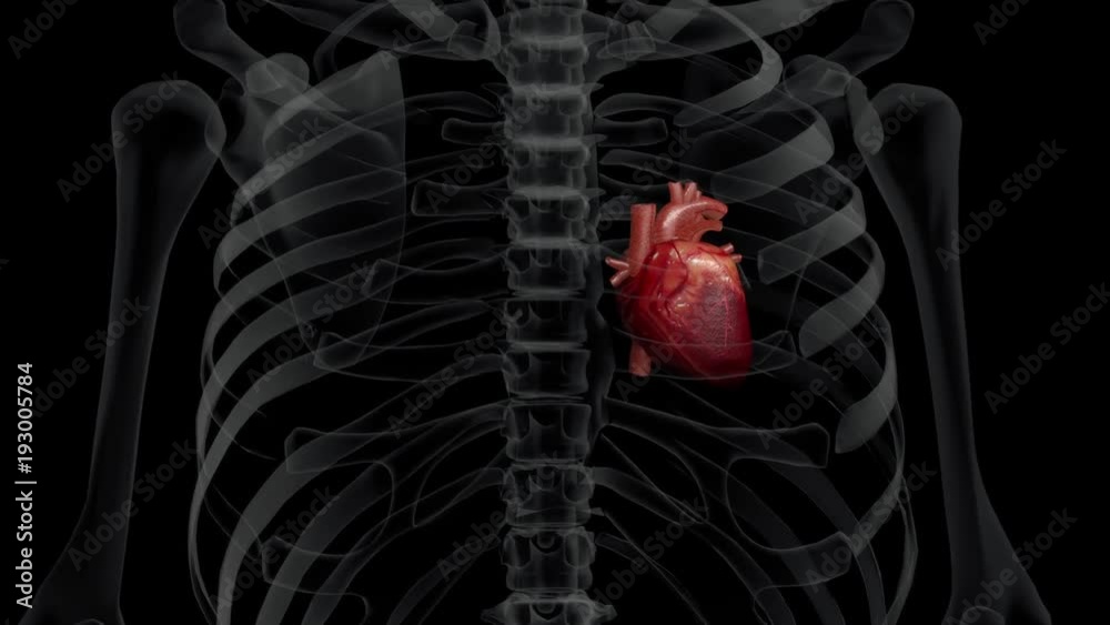 3D animation of a human (xray) chest and a beating heart Stockvideo