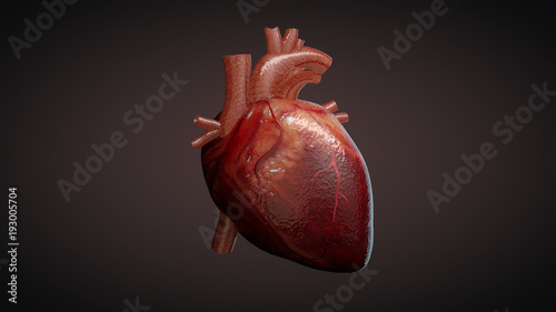 3D illustration of a human heart