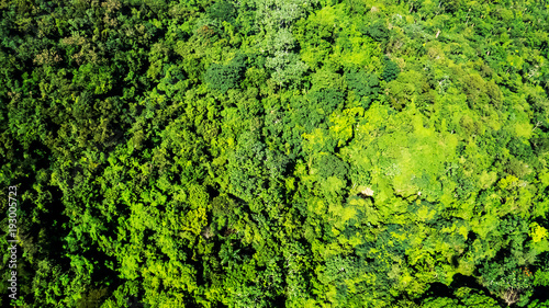 Drone view of the vibrant tropical forest near the Mount Isabel de Torres in Puerto Plata, Dominican Republic. 