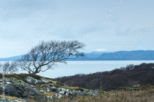 Windswept / A lone windswept tree on the shores of Loch Sunart, Ardnamurchan, Scotland. 25 December 2017 photo