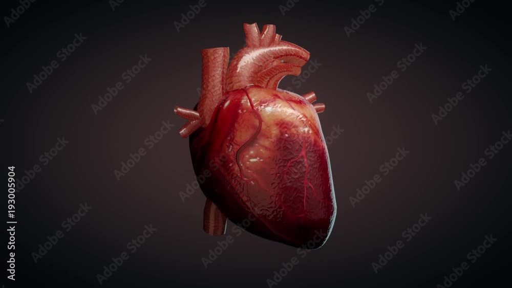 3D animation of a beating human heart 3D animation of a beating human heart