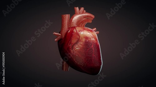 3D animation of a beating human heart